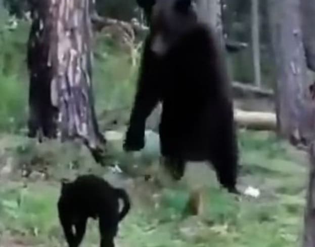 Gato põe urso para correr para proteger donos em acampamento