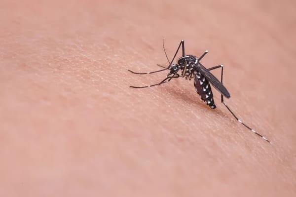 Estudo mostra como os mosquitos enxergam para picar as vitimas