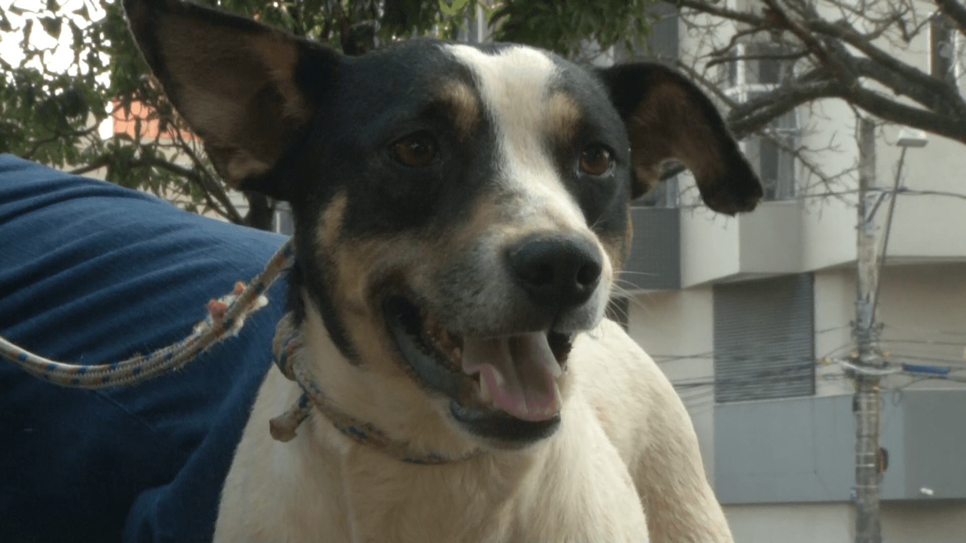Cães são submetidos a testes de leishmaniose em Divinópolis