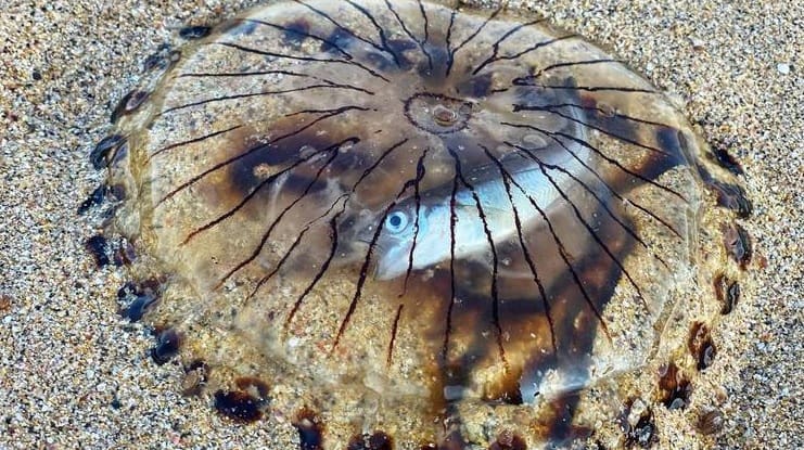 Fotógrafo flagra peixe morto dentro de água-viva