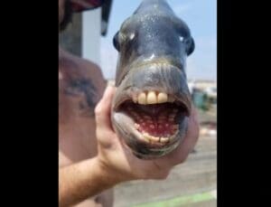Tião Boiadeiro pesca peixe elétrico que não da choque