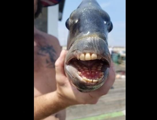 Pescador exibe peixe com sorriso humano e foto faz sucesso na internet