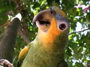 Rascunhos da Vida: O papagaio mítico…