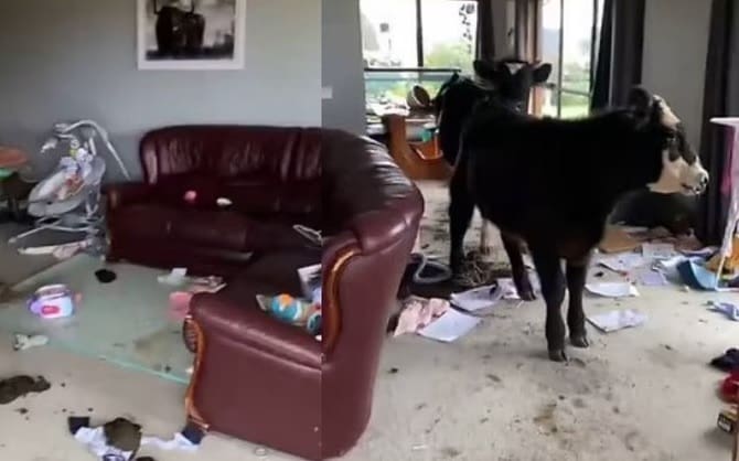 Vacas invadem casa e destrói os móveis