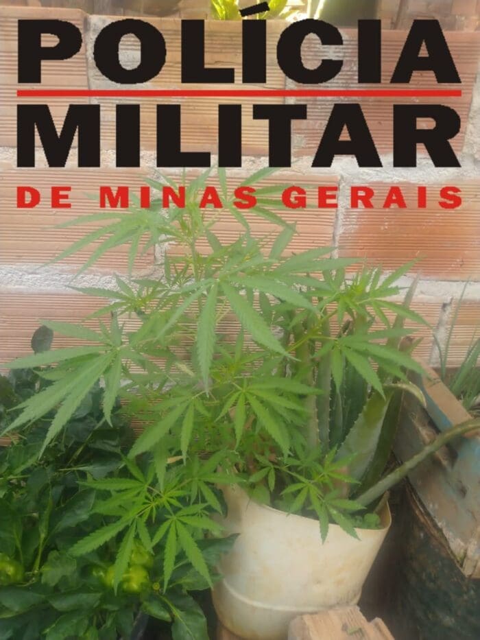 PM apreende pé de maconha na residência de suspeito de cultivar a planta