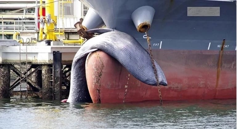 Navio petroleiro atraca no porto com carcaça de baleia morta na proa