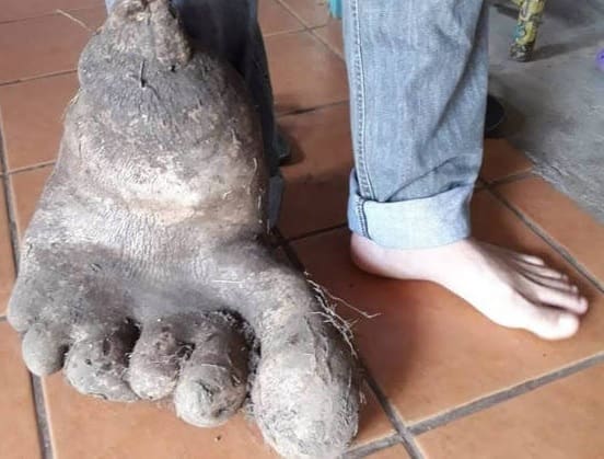 Batata gigante em formato de pé chama a atenção na internet