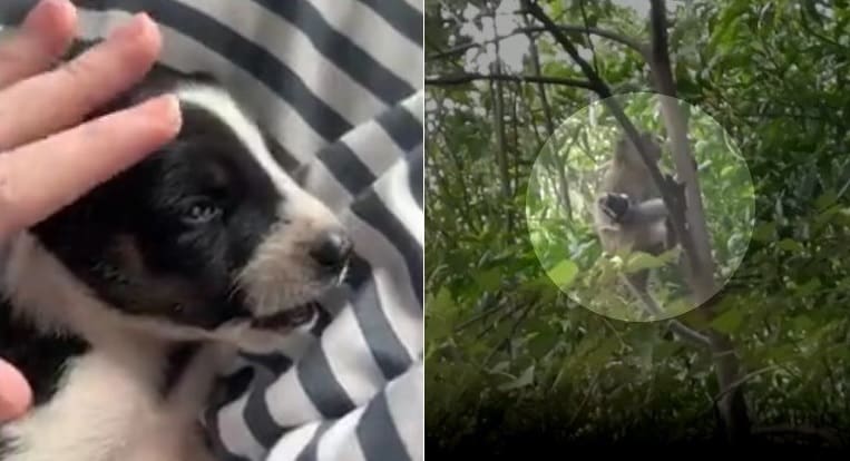 Macaco sequestra cãozinho e fato mobiliza moradores de vilarejo