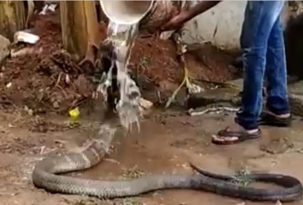 Rapaz joga água na cabeça de serpente e cena viraliza