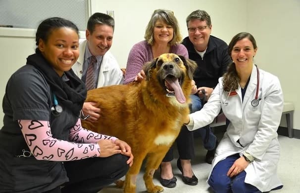 Estudo testa medicamento em cães que pode diminui células de câncer
