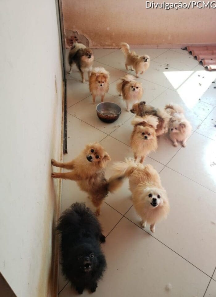 Polícia Civil resgata cães que viviam em situação de maus-tratos