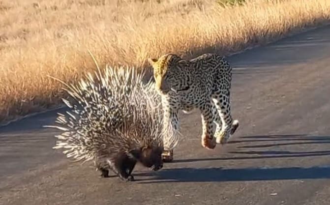 Leopardo tenta, mas porco-espinho mostra que é melhor o felino procurar outra comida