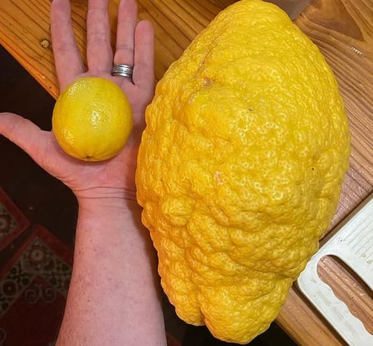 Chef recebe limão gigante e monta receita diferente para usar a fruta