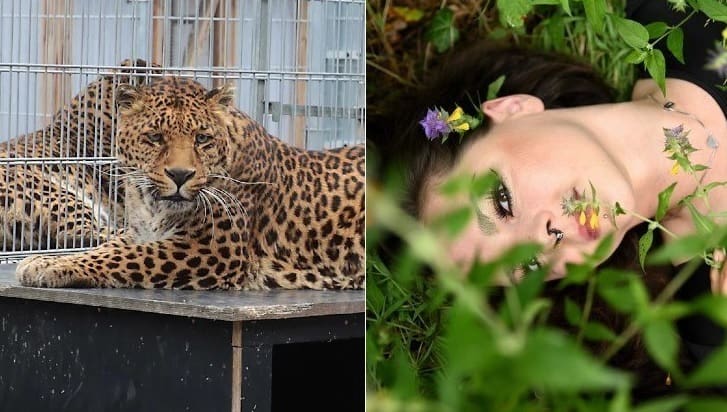 Modelo fica gravemente ferida após ser agredida por Leopardo em casa de repouso de animais
