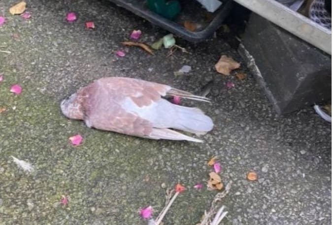 Morte misteriosa de pombos é investigada por autoridades