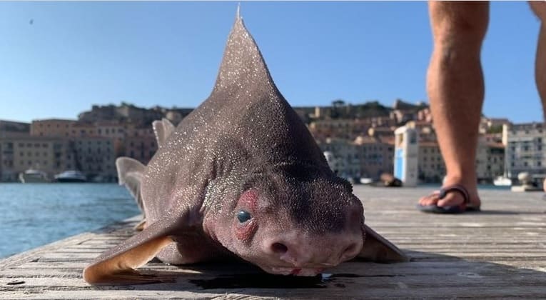 Tubarão com cara de porco chama a atenção de internautas