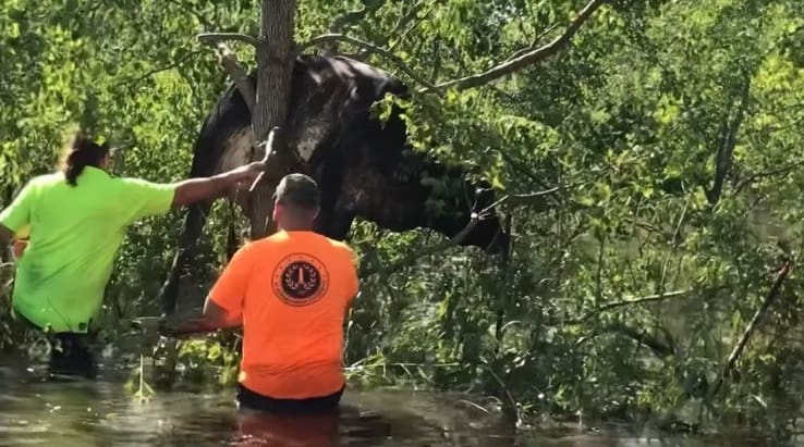 Vaca é resgata após ficar presa em árvore por causa de inundação