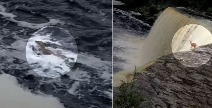 Veado cai em cachoeira de 15 metros de altura. Veja o vídeo