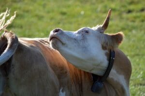 Minist&eacute;rio confirma casos de vaca louca em Mato Grosso e Minas Gerais