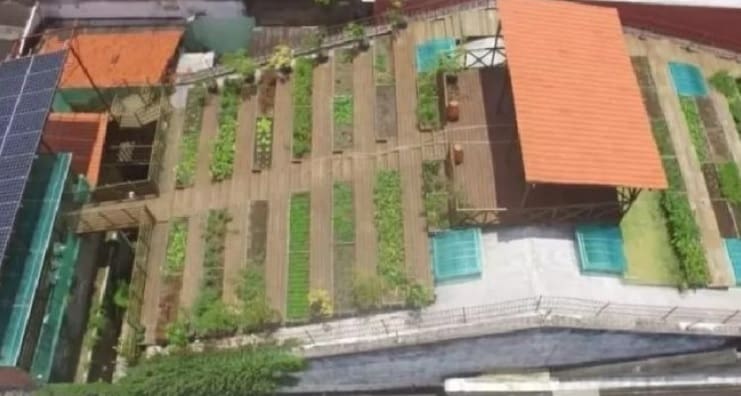 Horta orgânica no telhado de casa ajuda mais de 500 famílias na pandemia
