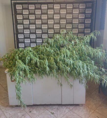 Policiais Militares apreendem pé de maconha e autora é presa
