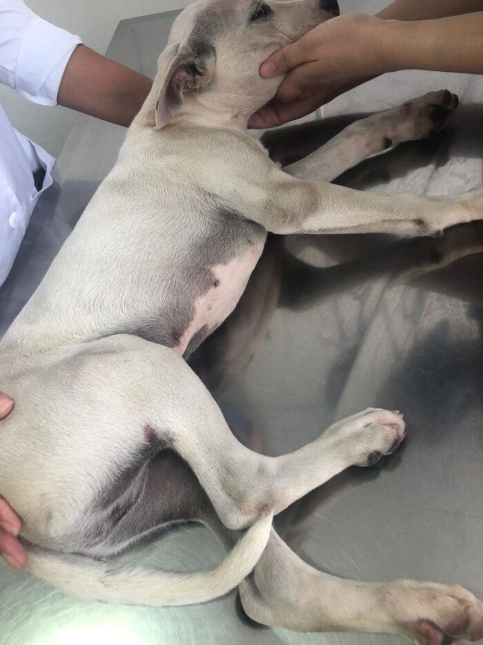 Foto Reprodução WhatsApp/cachorro é atropelado em Divinópolis