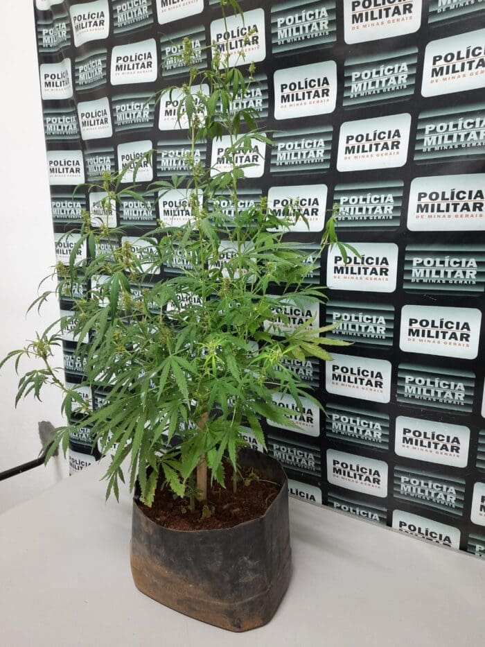Pará de Minas: PM apreende dois pés de maconha e prende acusado