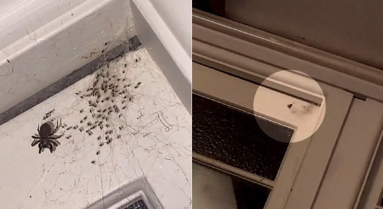 Jovem perde sono após registrar aranha com vários filhotes no teto do quarto