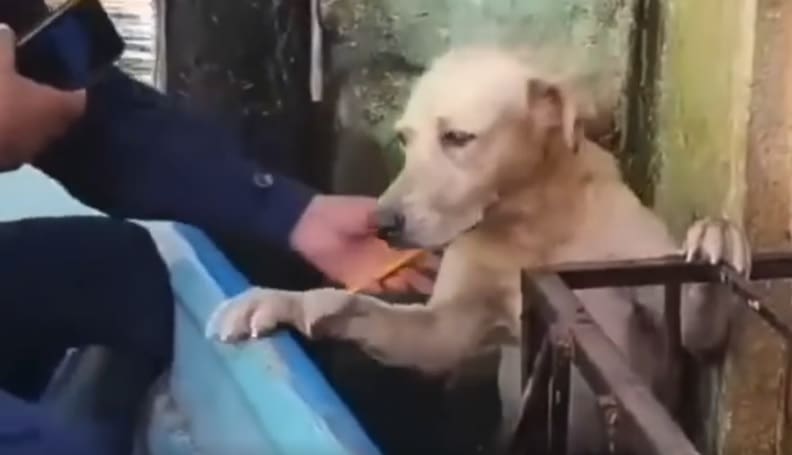 Cachorro deixado para trás em enchente é resgato