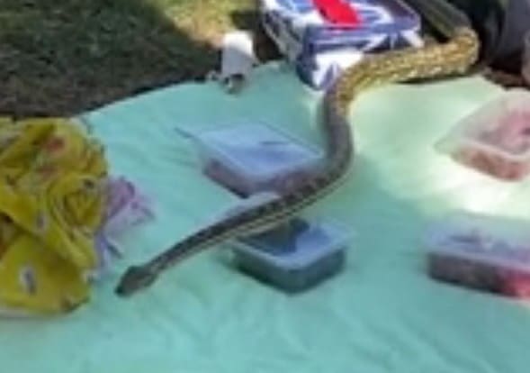 Cobra invade piquenique de família em parque e acaba com festa