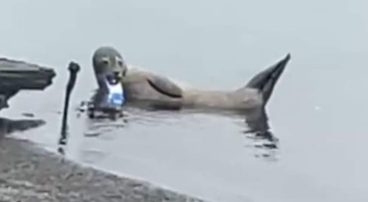 Foca que ficou meses com lata presa no focinho é resgatada para ser salva