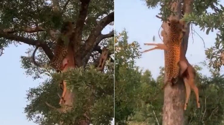 Cena de leopardo subindo na árvore com presa viraliza na internet