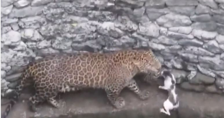 Registro na rede social mostra gato corajoso encarando Leopardo