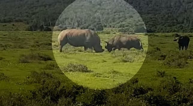 Vídeo registra briga em rinoceronte e búfalo