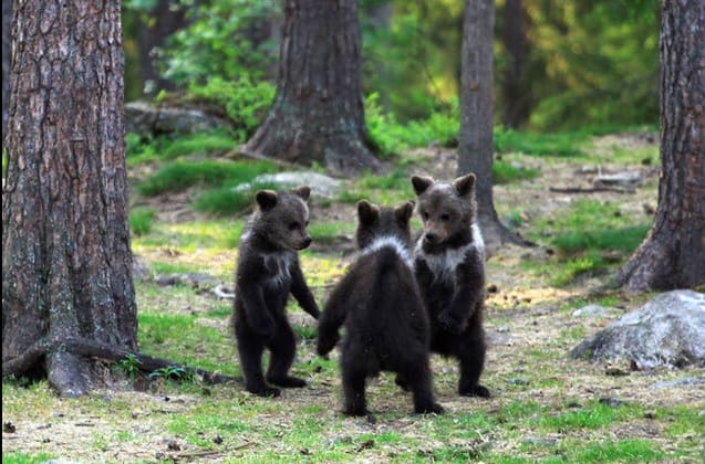 Fotógrafo tira de fotos de filhotes de ursos brincando como se fossem crianças