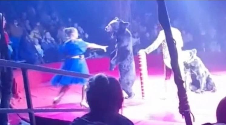 Treinadora grávida é atacada por urso durante apresentação no circo