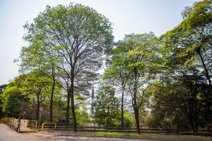 Gerdau irá revitalizar barreira verde em torno de usina em Divinópolis