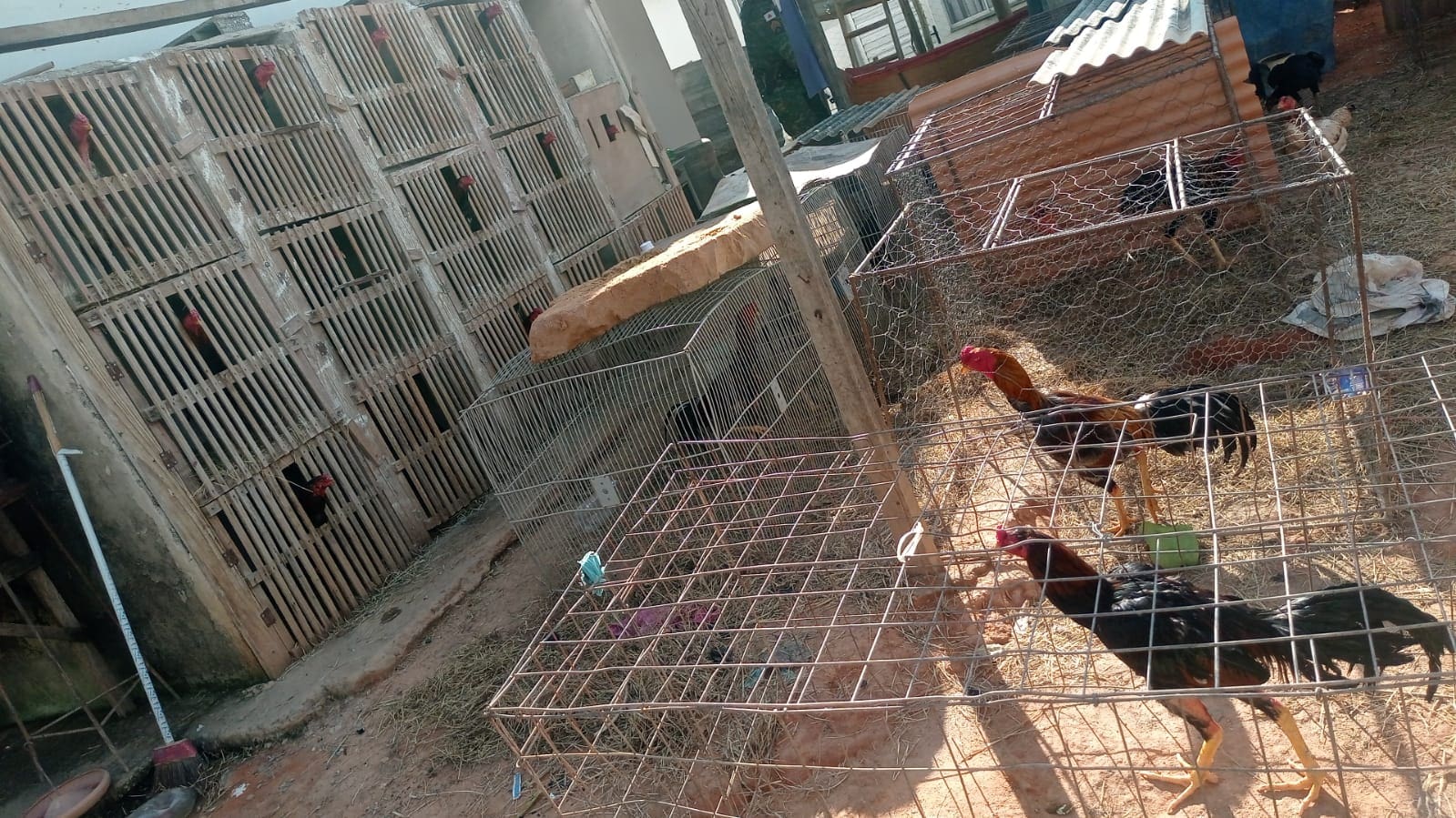 PM apreende drogas e resgata galos usados em rinhas de briga
