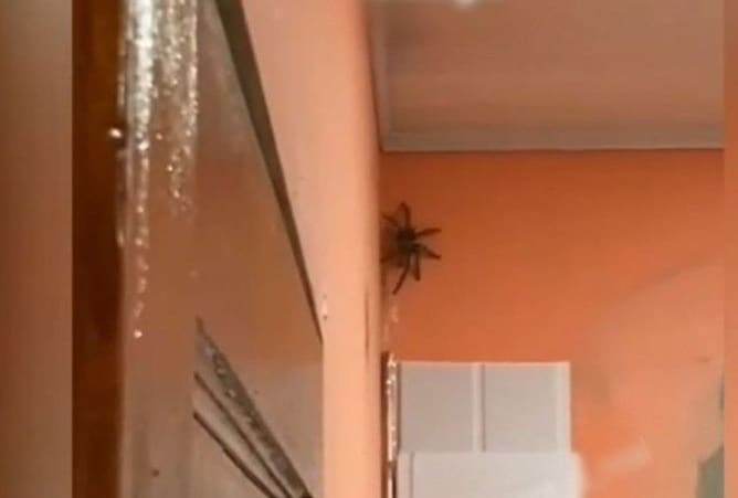 Aranha gigante assusta internautas que manda dono da casa sair do local