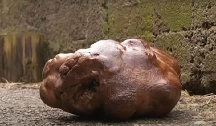 Casal encontra batata gigante que pode ser a maior do mundo