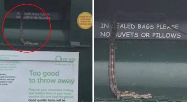 Cobra invade posto de doação de roupas e deixa pessoas em pânico