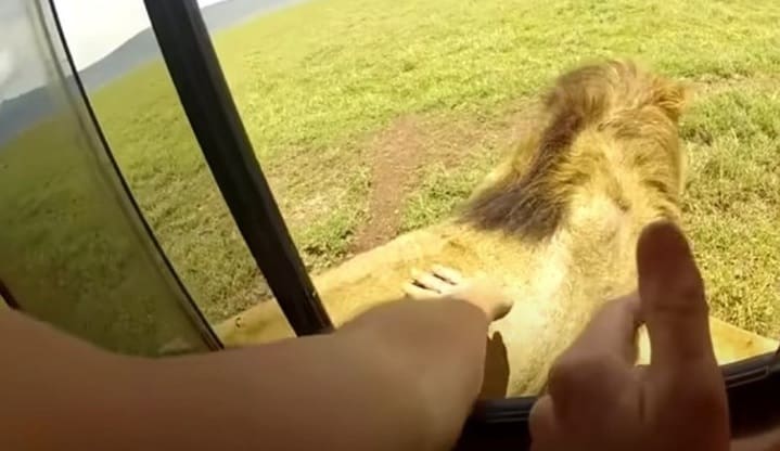 Turista tenta acariciar leão durante passeio no parque e quase perde a mão
