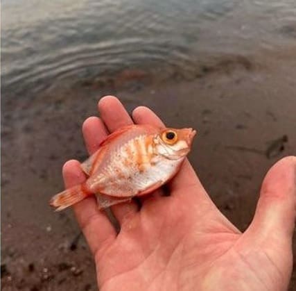 Peixe raro das profundezas é encontrado pela terceira vez em praia