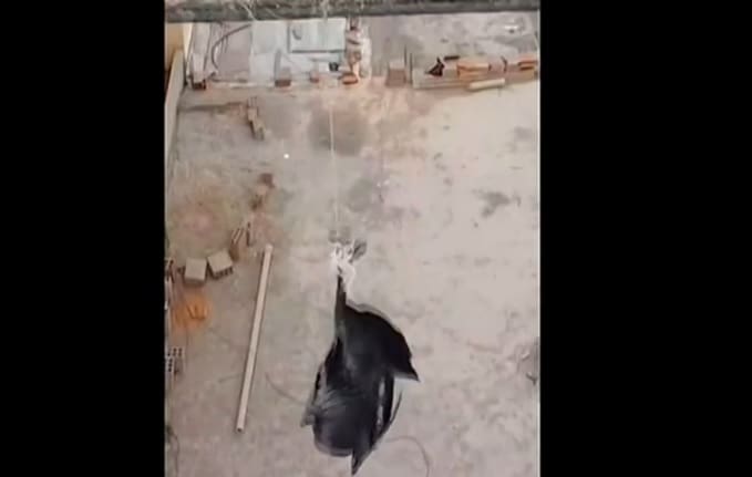Policia usa drone para resgatar pombo preso em fio de alta tensão
