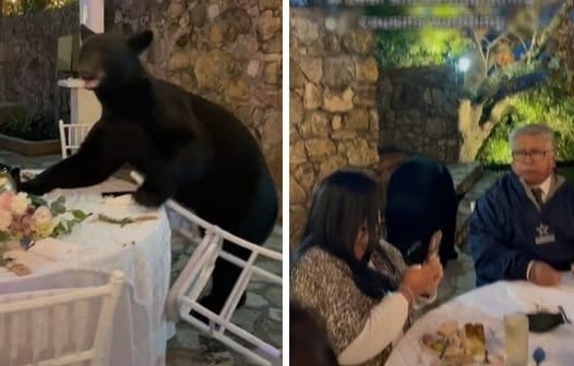 Urso invade festa de casamento e estraga decoração