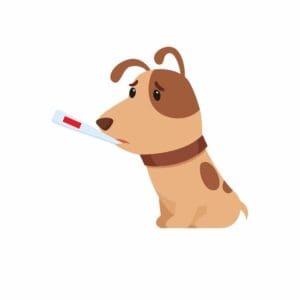 Confira o causo do termômetro do cachorro
