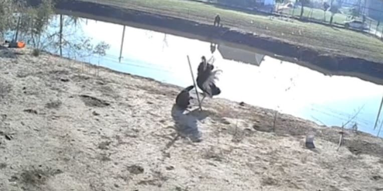 Homem invade área para pescar, mas ave põe invasor para correr