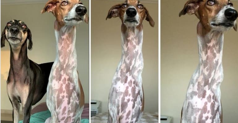 Cachorro fica com aparência de girafa após retirar ombros