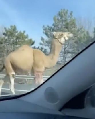 Camela fugitiva corre mais de 64 KM até ser capturada
