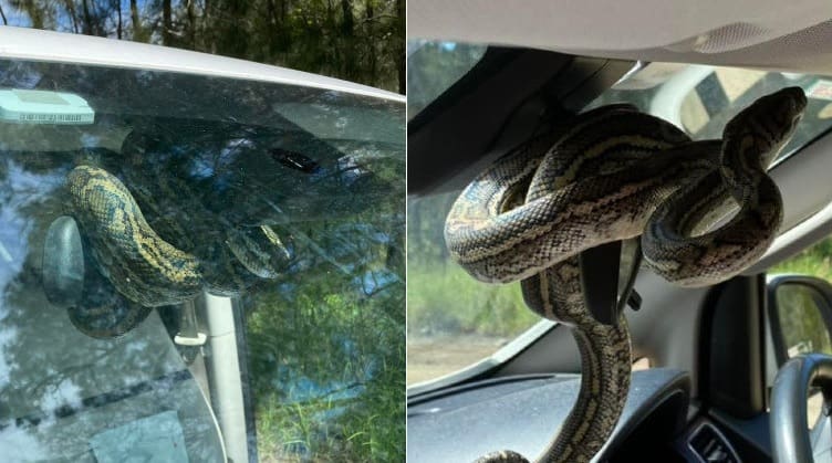Cobra invade carro e deixa família em pânico